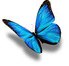 Butterfly.jpg - 2,21 kB